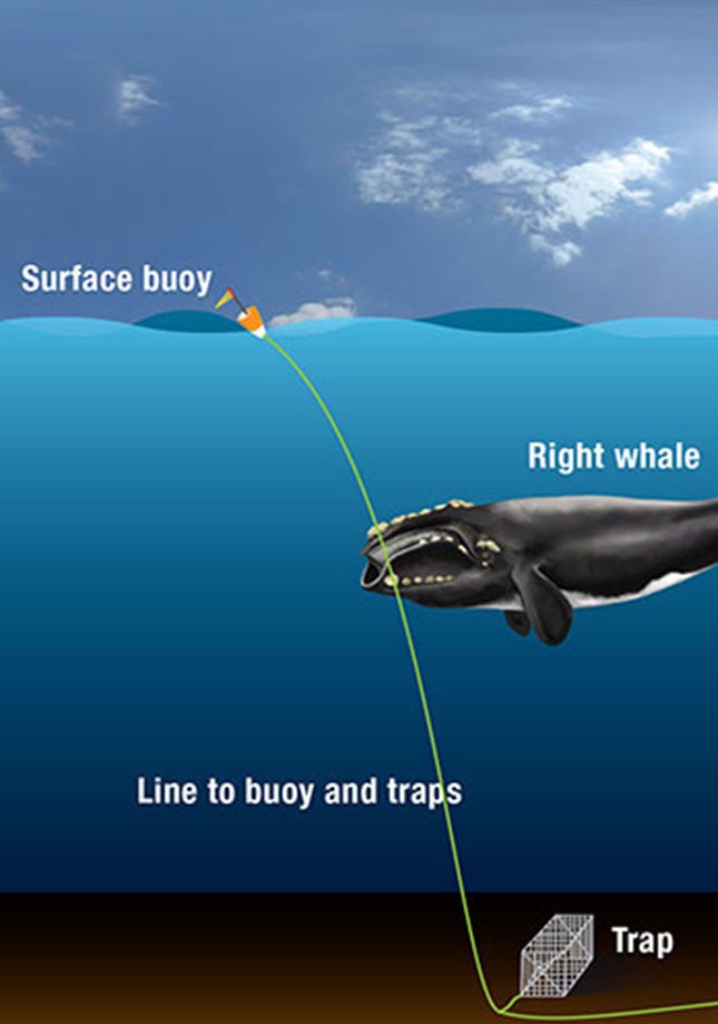 ropless fishing gear