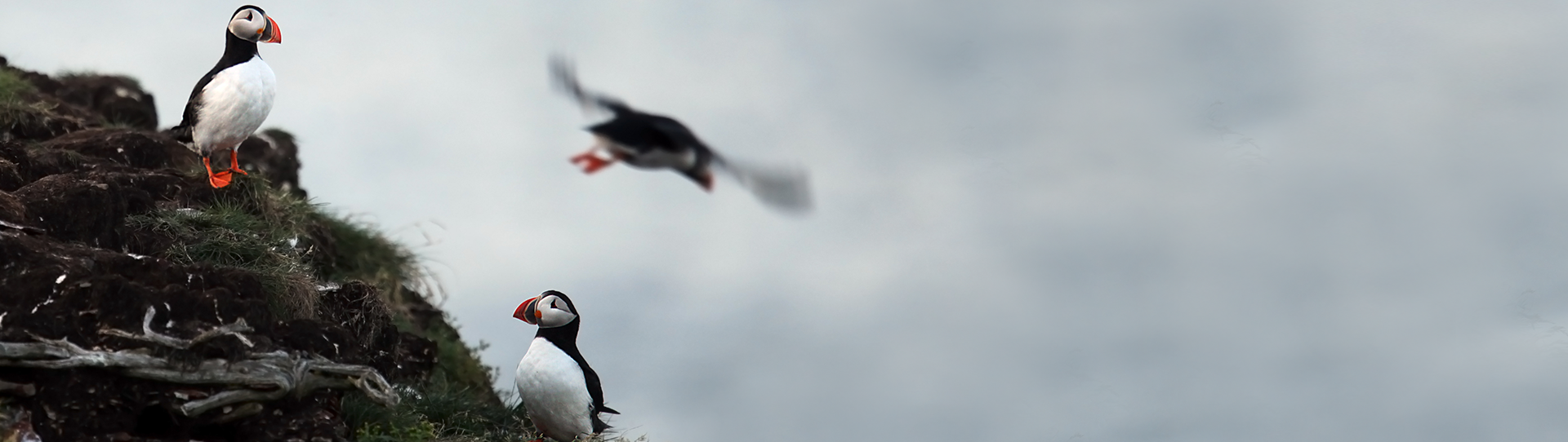 puffins on mountain