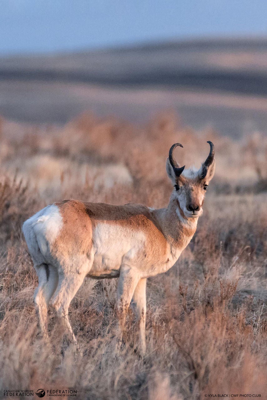 pronghorn