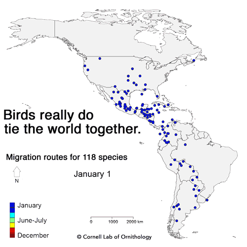 bird migration patterns