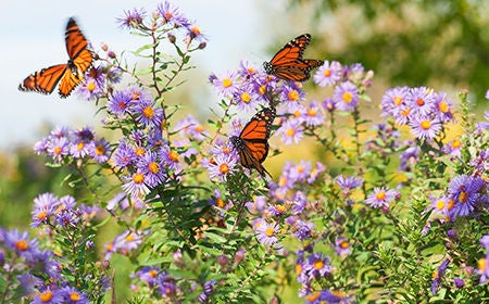 monarch butterflies on purple flowers in field