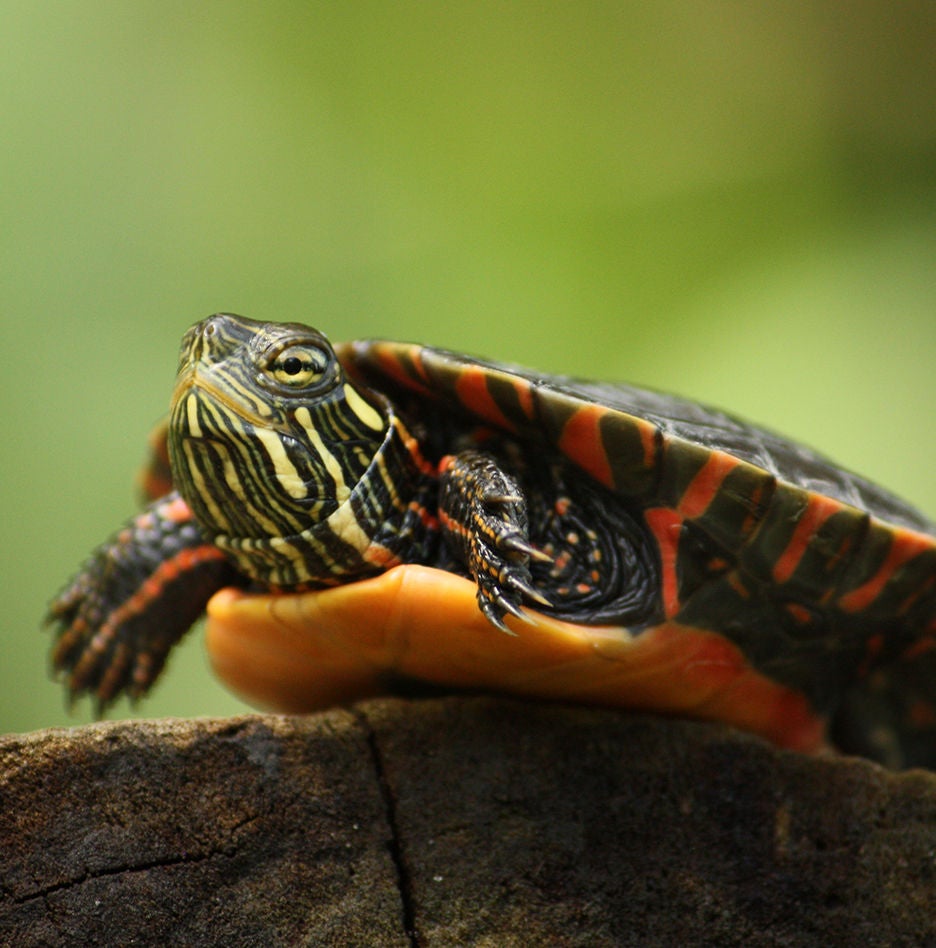 turtle on rock