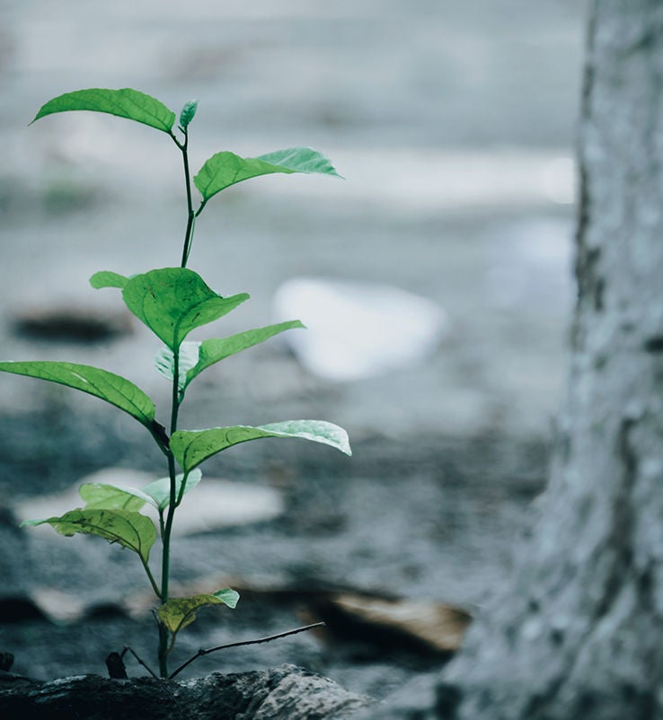 close up of growing plant