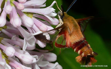 hummingbird on pink flowers