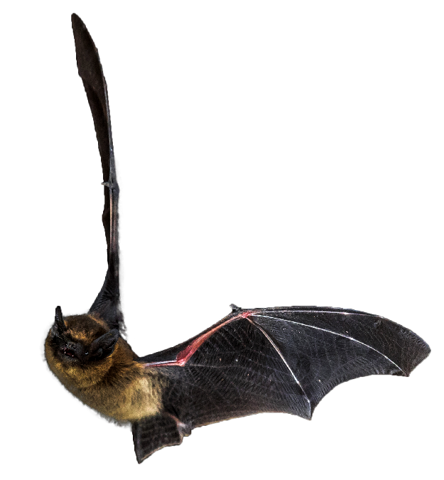 bat