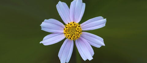 pink-coreopsis