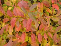 Northern Bush Honeysuckle leaves in autumn