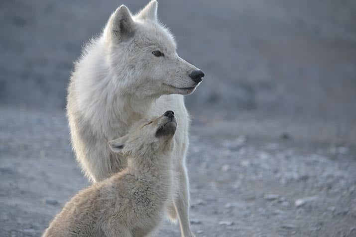 Wolf and wolf cub