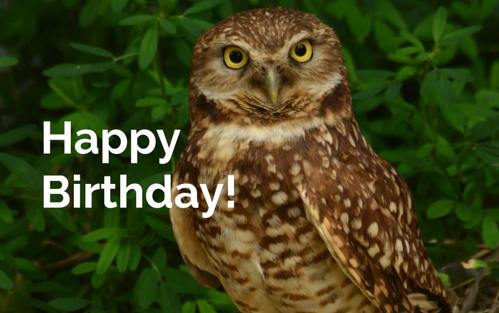 birthday header special occasions