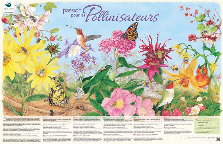 Pollinators Poster