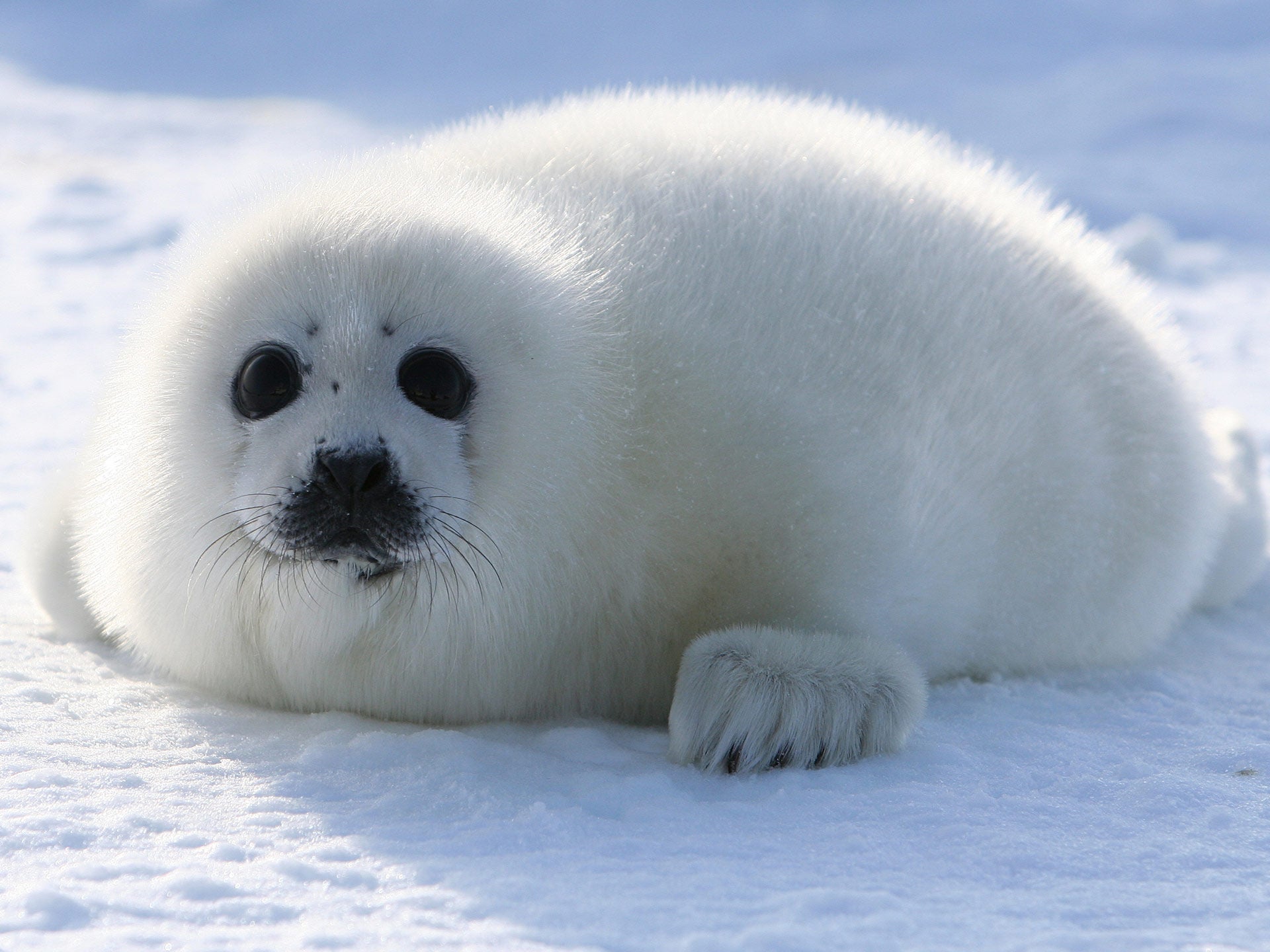 white harp seal