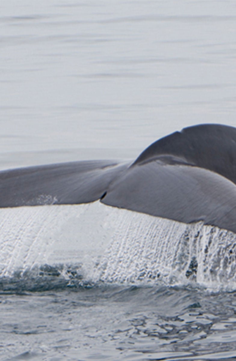 whale tail
