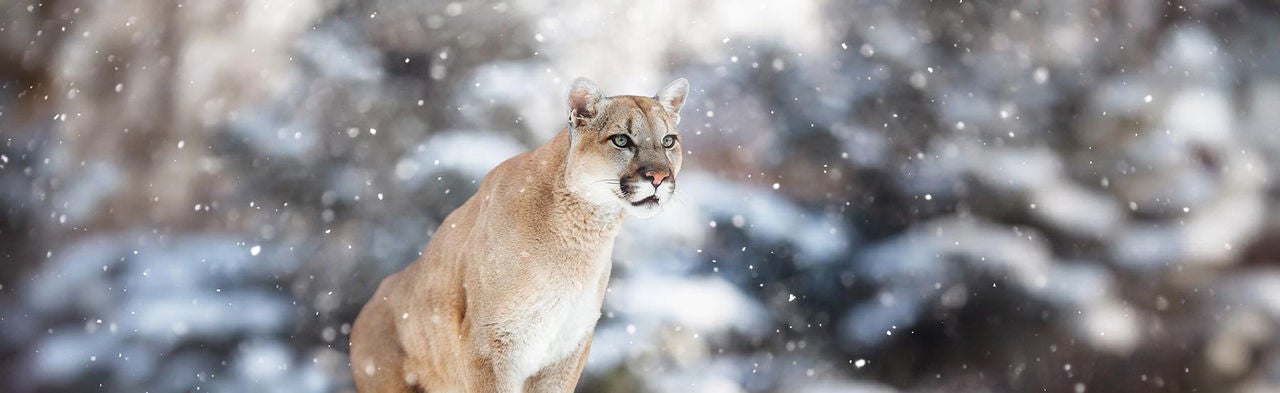 cougar in snow hor