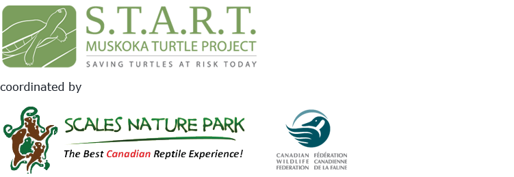 turtle start grouped logos