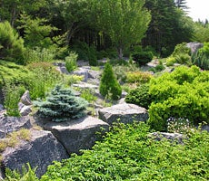 Native plants of all shapes and sized grow in the Rock Garden at Memorial University