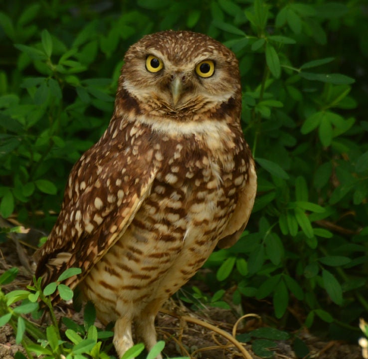 owl in forest