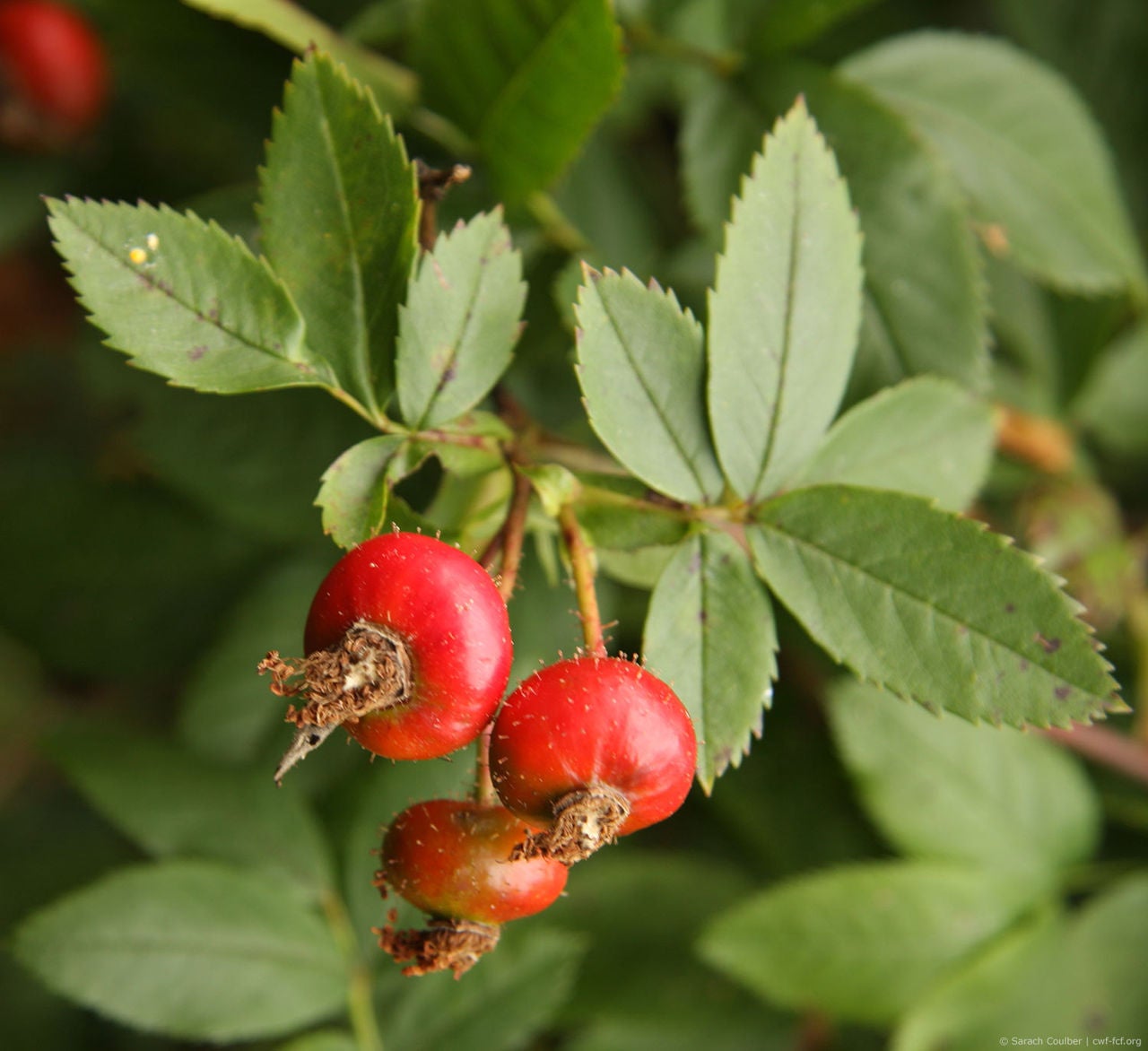Rose hips