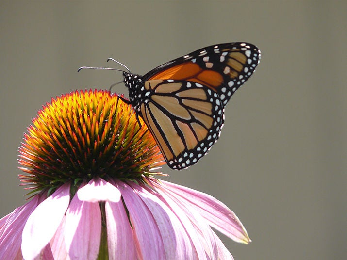 Monarch on coneflower