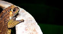 toad outside nighttime