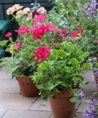 Containers are useful for balconies, patios or set out amongst garden beds