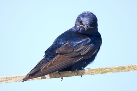 Purple martin
