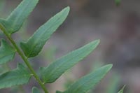 Close up of fern leaves