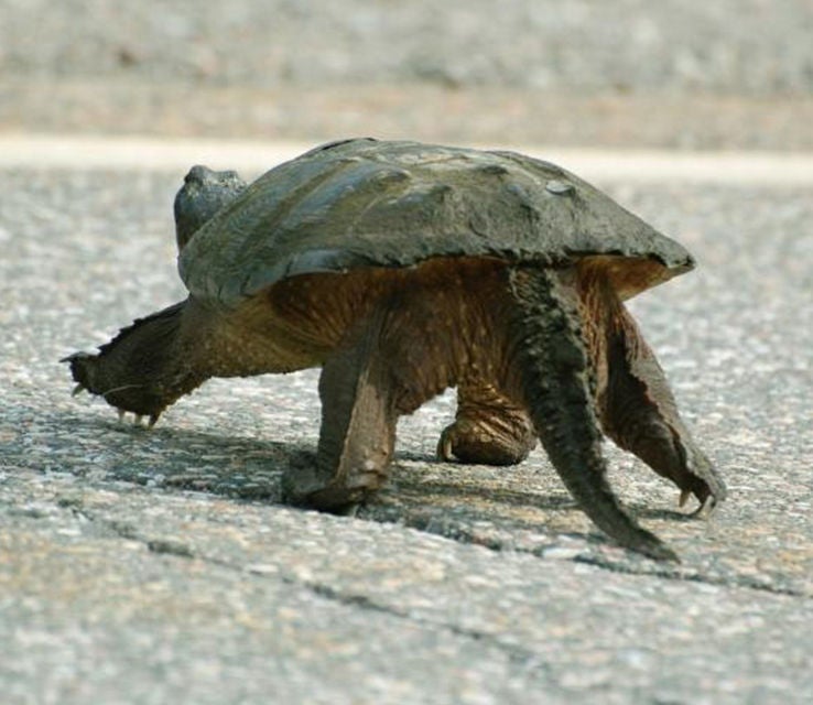 snapping turtle on road