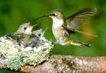 Ruby-Throated Hummingbird 
