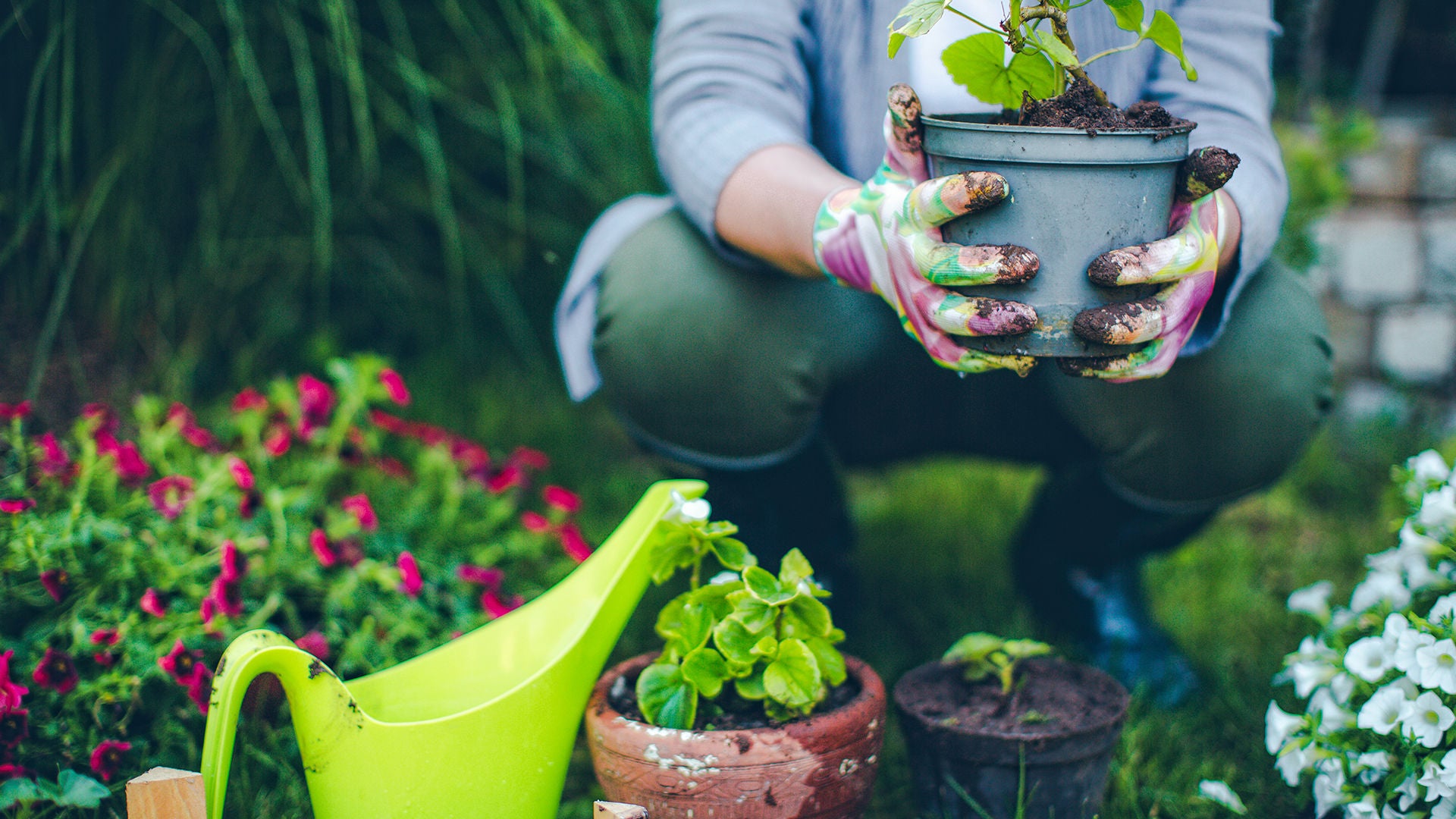 person holding plant in their garden