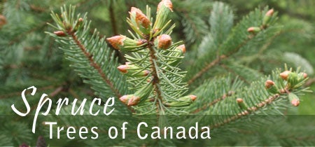 Spruces 