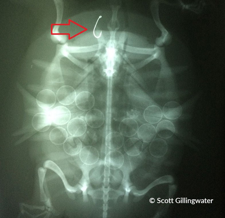 X-ray of a Spiny Softshell 