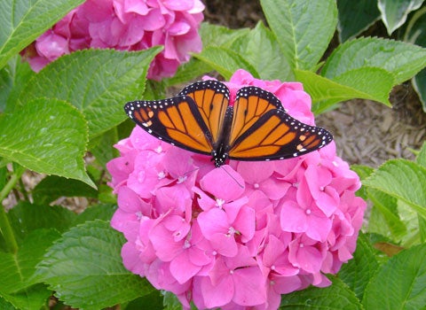 Monarch-Butterfly480