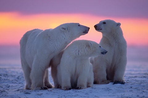 PolarBears
