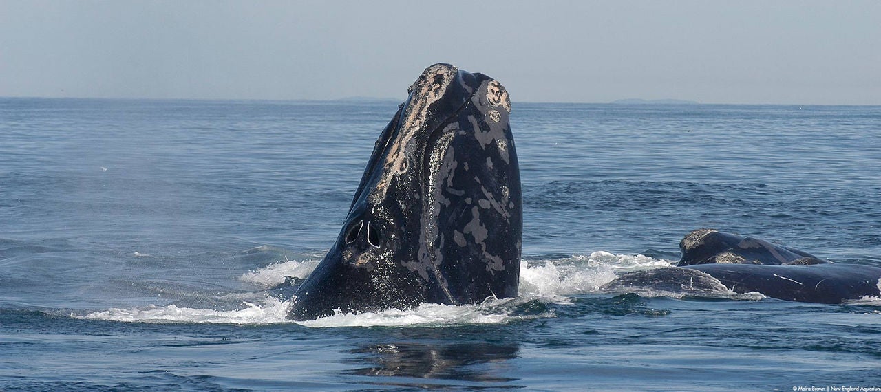 Moira-Brown-New-England-Aquarium-whale-breaching-hor.jpg
