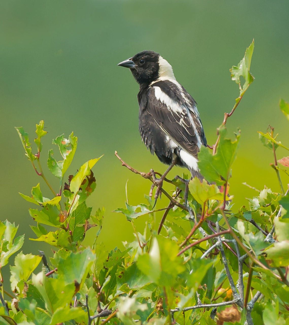 bobolink male