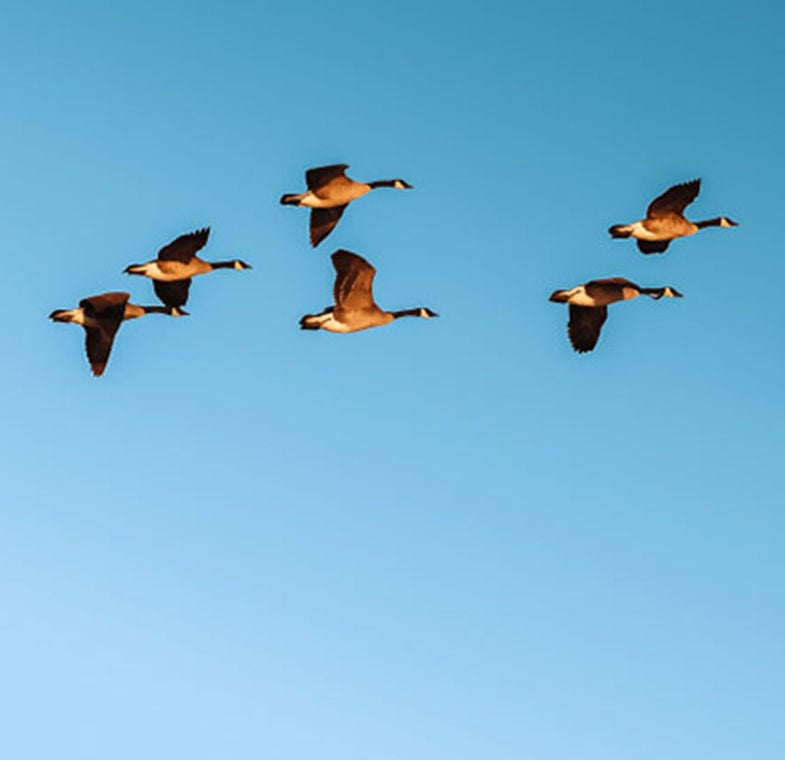 geese flying