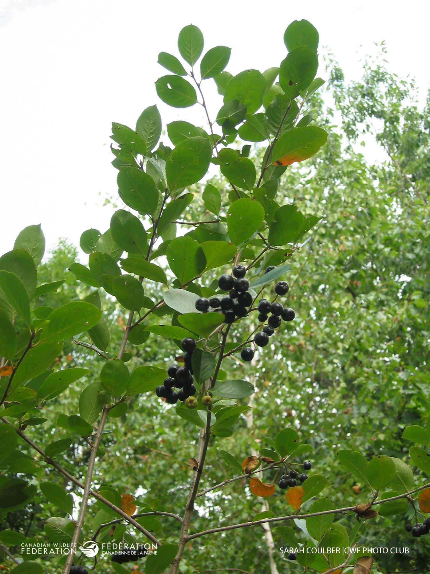 highbush-cranberry-sarah-coulber