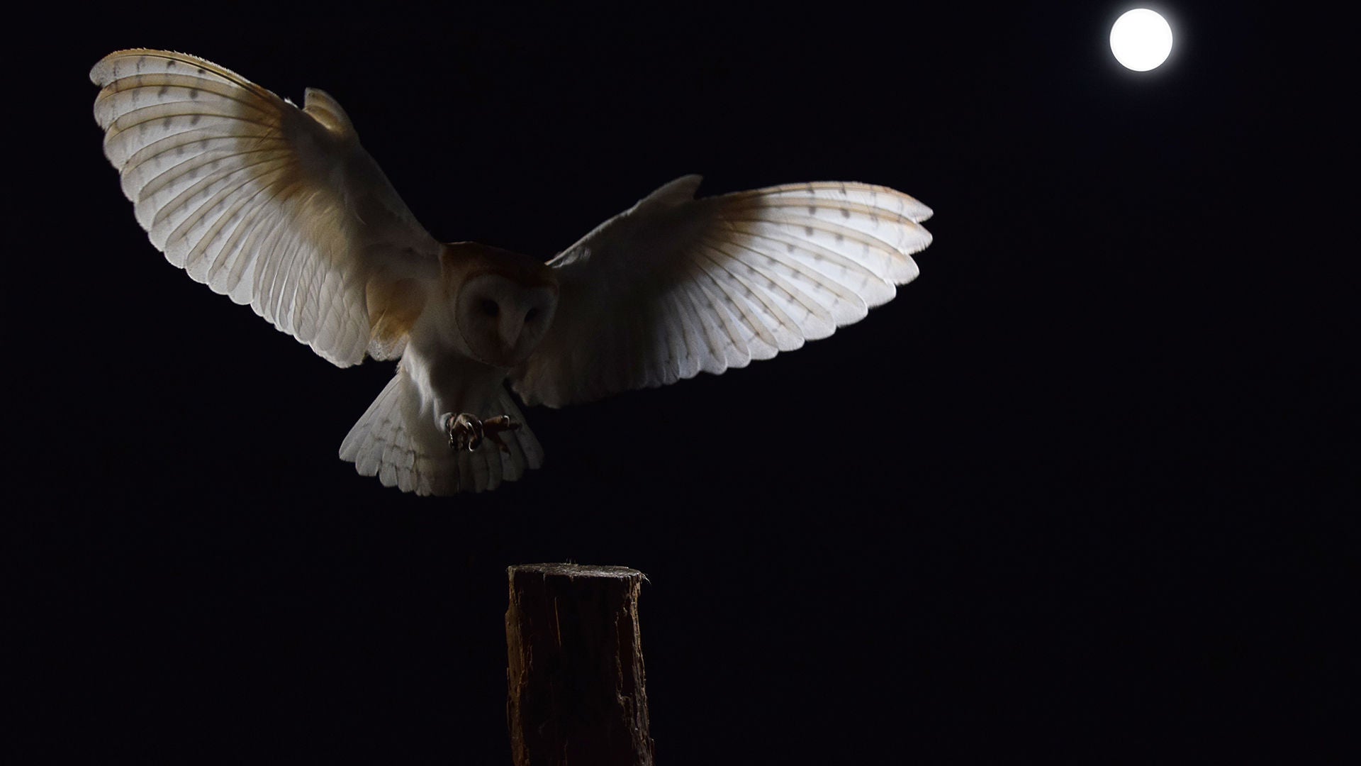 flying owl