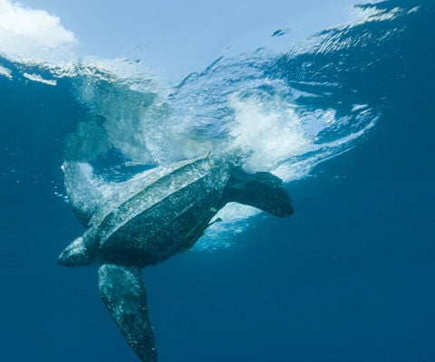 Leatherback turtle diving in the water