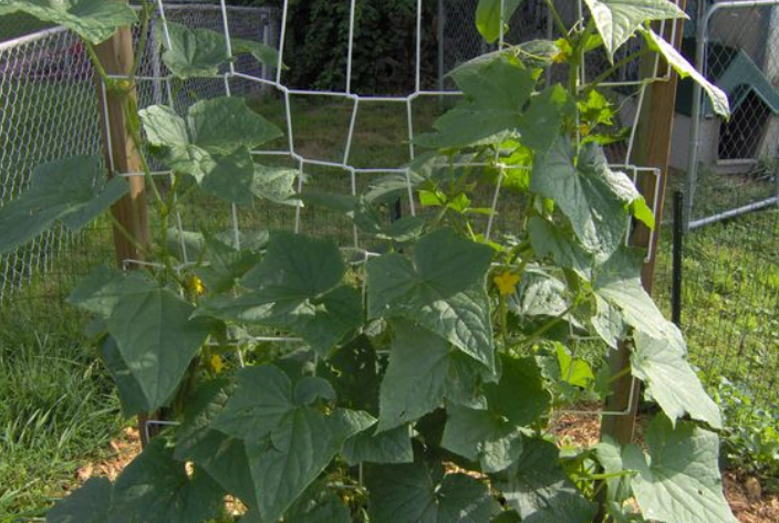 Vegetable plant climbing up trellis