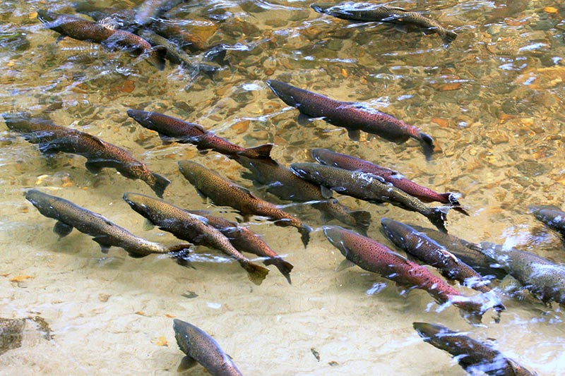 salmon migration