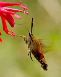 Hummingbird Moth