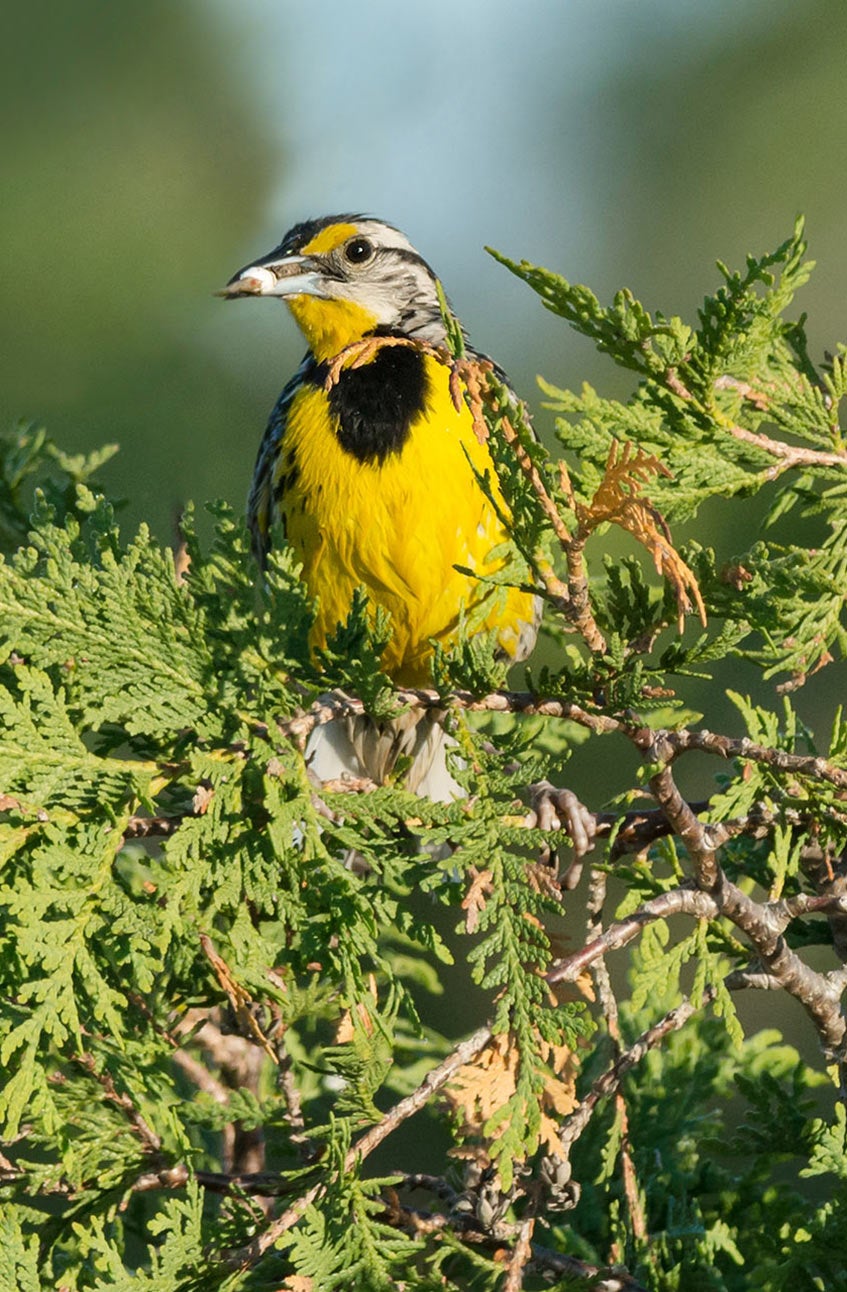eastern meadowlark