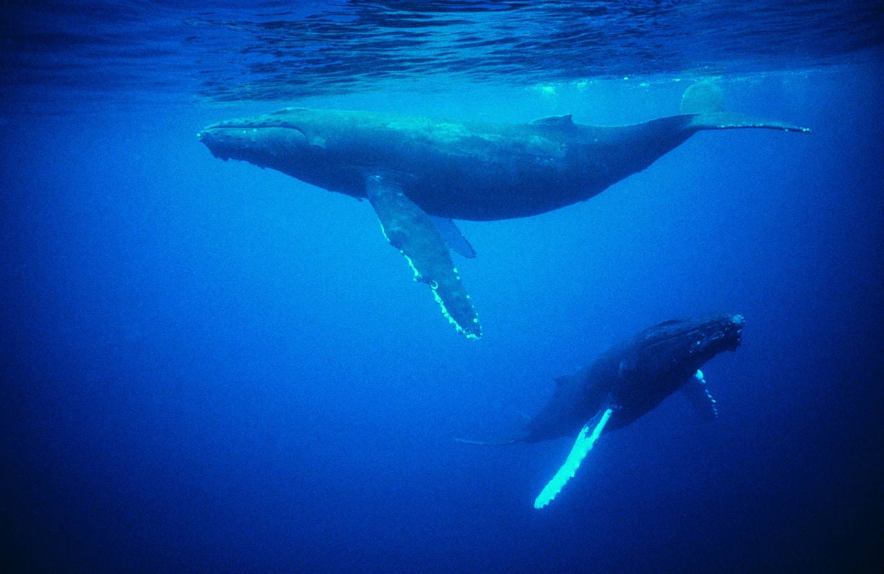Whales under water