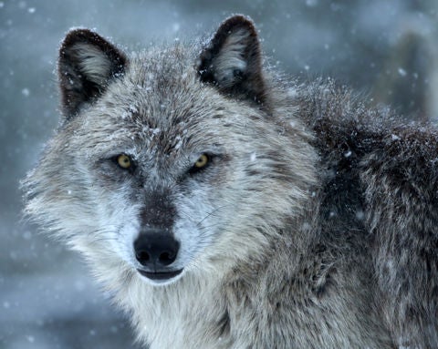Grey Wolf looking at you