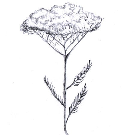 flower illustration