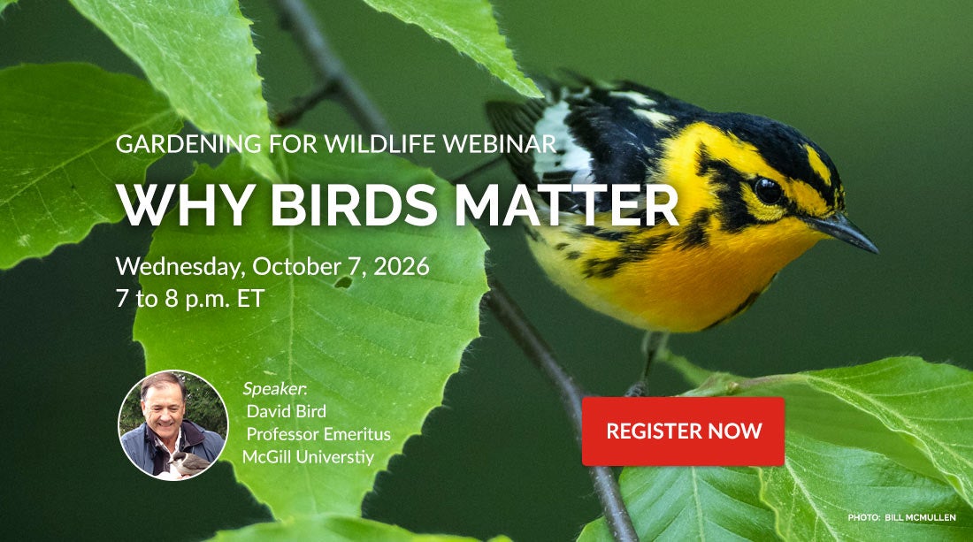 why birds matter webinar