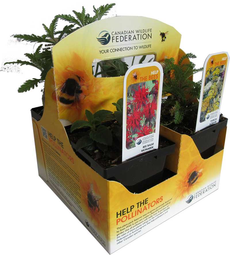 bee plant pack