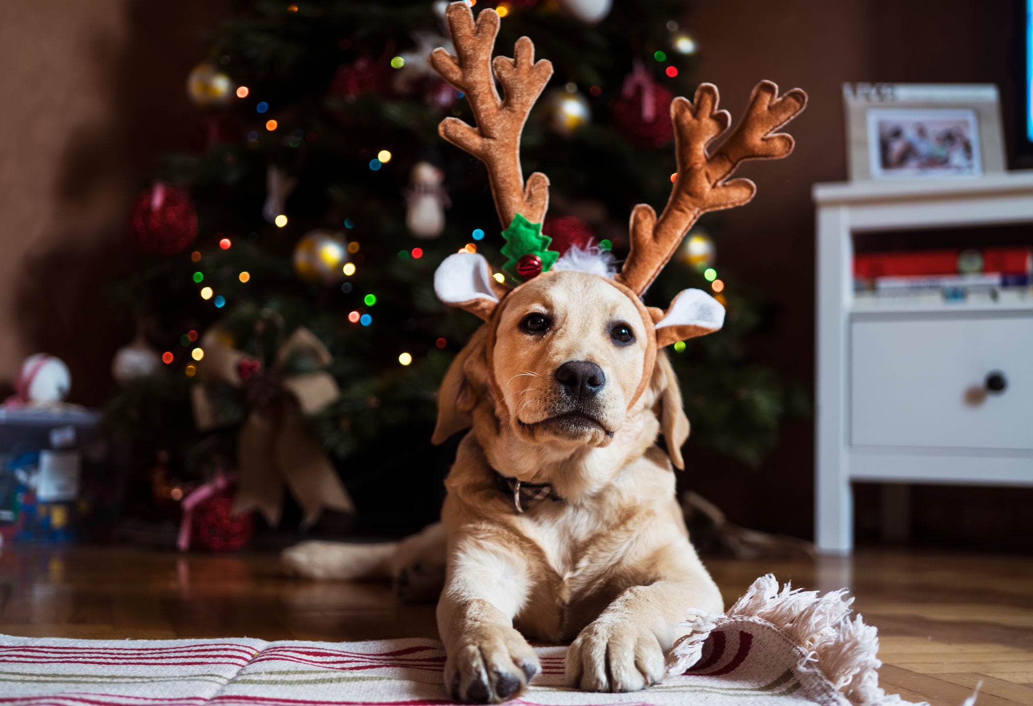 dog wearing antlers in front of christmas tree