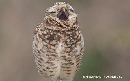 burrowing owl